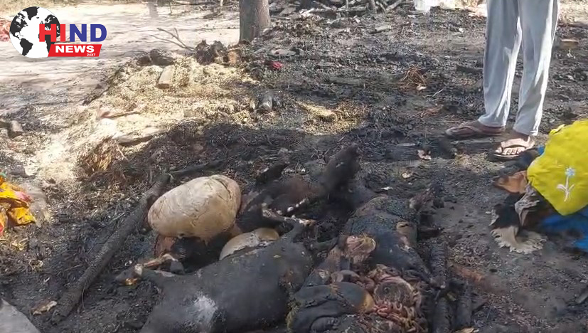 Photo of Fire Tragedy in Village : टिटिहिरिया गांव में भीषण आग, झोपड़ी राख, पांच बकरियों की मौत