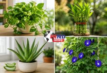 Photo of Vastu Plants : घर में पौधे रखते समय भूलकर भी न करें ये पांच वास्तु गलतियां