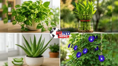 Photo of Vastu Plants : घर में पौधे रखते समय भूलकर भी न करें ये पांच वास्तु गलतियां