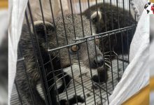 Photo of Wildlife Smuggling : सीबीआई कार्रवाई में 53 दुर्लभ वन्यजीव बचाए, सात तस्कर गिरफ्तार किए गए