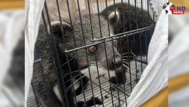 Photo of Wildlife Smuggling : सीबीआई कार्रवाई में 53 दुर्लभ वन्यजीव बचाए, सात तस्कर गिरफ्तार किए गए