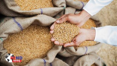 Photo of Wheat Export : गेहूं एक्सपोर्ट से हटी रोक, कारोबारियों को बड़ी राहत