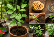 Photo of Home Gardening : घर पर बेलपत्र का पौधा लगाने का आसान तरीका, जानें बीज और कटिंग से उगाने की पूरी विधि