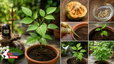 Photo of Home Gardening : घर पर बेलपत्र का पौधा लगाने का आसान तरीका, जानें बीज और कटिंग से उगाने की पूरी विधि