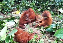 Photo of Orangutan : बालासोर के जंगल में मिले ऑरंगुटान जैसे पांच जानवर, वन विभाग ने किया रेस्क्यू, जांच जारी