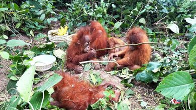 Photo of Orangutan : बालासोर के जंगल में मिले ऑरंगुटान जैसे पांच जानवर, वन विभाग ने किया रेस्क्यू, जांच जारी