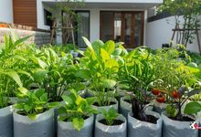 Photo of Home Gardening : सितंबर में घर पर उगाएं ये चार सब्जियां, बालकनी और छत पर मिलेगी शानदार पैदावार