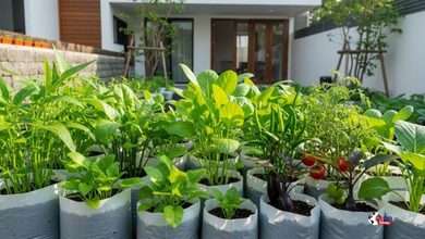 Photo of Home Gardening : सितंबर में घर पर उगाएं ये चार सब्जियां, बालकनी और छत पर मिलेगी शानदार पैदावार