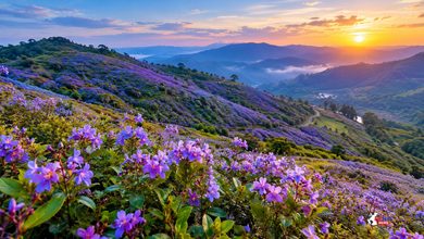 Photo of Munnar Blooms : 12 साल बाद मुन्नार की पहाड़ियां नीलकुरिंजी के फूलों से सजीं, अद्भुत नजारा देखने उमड़े पर्यटक